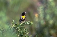 Yellow Bishop - Euplectes capensis