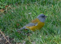 Patagonian Sierra-Finch - Phrygilus patagonicus