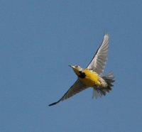 Eastern Meadowlark - Sturnella magna