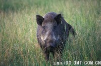 sus scrofa leucomystax 东北野猪 -