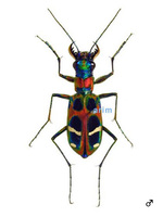 비단길앞잡이 - Cicindela chinensis flammifera