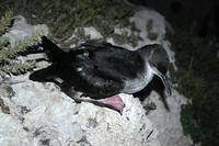 Yelkouan Shearwater