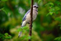 Blue Jay in Nashville (4-30-05).jpg