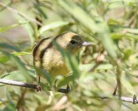 Western Tanager