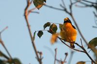 Purple-throated  euphonia   -   Euphonia  chlorotica   -