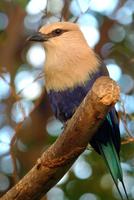 Blue Bellied Roller