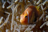 Fire Clownfish ( Amphiprion melanopus ) , Vakarufalhi , Ari atoll , Indian Ocean , Maldives stoc...