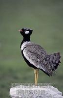 Black Korhaan , Eupodotis afra , Etosha National Park , Namibia stock photo