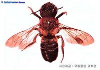 왕가위벌