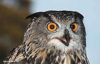 Eurasian eagle owl (Bubo bubo)