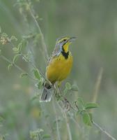 Yellow-throated Longclaw p.302