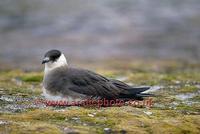 FT0184-00: Parasitic Jaeger, Arctic Skua, Stercorarius parasiticus, Pan Arctic