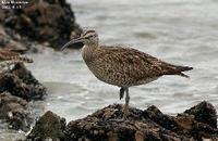 Numenius phaeopus , 중부리도요 - Whimbrel