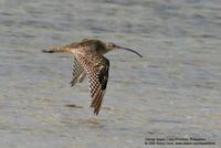 Far Eastern Curlew Numenius madagascariensis