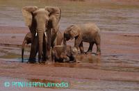 Loxodonta africana africana