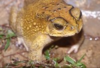 : Bufo melanostictus; Southeast Asian Toad