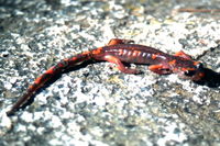 : Ensatina eschscholtzii; Ensatina