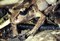 : Leiopelma pakeka; Maud Island Frog