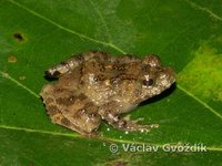 : Phrynobatrachus cricogaster
