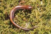 : Plethodon cinereus; Redback Salamander