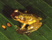 : Pristimantis eremitus
