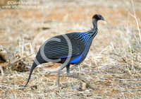 : Acryllium vulturinum; Vulturine Guineafowl