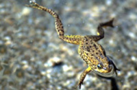 : Rana muscosa; Mountain Yellow-legged Frog