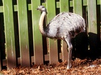 : Pterocnemia pennata; Darwin's Rhea