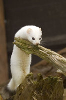 : Mustela erminea; Ermine