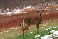 : Odocoileus virginianus; White-tailed Deer