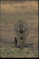 : Papio cyanocephalus anubis; Olive Baboon