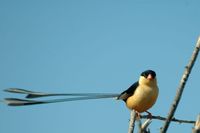 : Vidua regia; Shaft-tailed Whydah