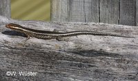 : Cryptoblepharus virgatus; Fence Skink