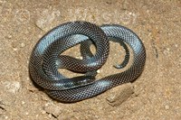 : Micrelaps boettgeri; Desert Black-headed Snake