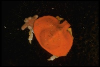 : Cryptolithodes sitchensis; Umbrella Crab