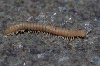 : Striaria sp.; Millipede