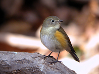 유리딱새 Tarsiger cyanurus | Siberian bluechat