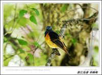 Phoenicurus frontalis Blue-fronted Redstart 藍額紅尾鴝 078-089