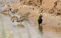 Melanistic Sparrow