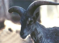 나와(岩羊）- 티벳푸른양 Bharal/Blue Sheep (Pseudois nayaur)