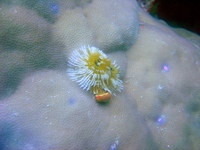 Spirobranchus giganteus - Christmas Tree Worm