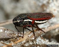 Cuerna costalis