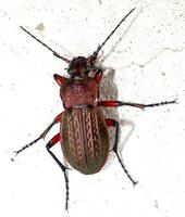 Carabus cancellatus tibiscinus