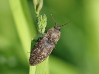 Agrypnus murinus