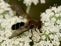 Leucozona glaucia