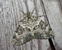 Thera variata