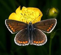 Aricia agestis - Brown Argus