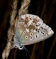 Polyommatus coridon - Chalk Hill Blue