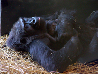 Western lowland gorilla (Gorilla gorilla gorilla)