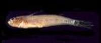 Lesueurigobius suerii, Lesueur's goby: aquarium